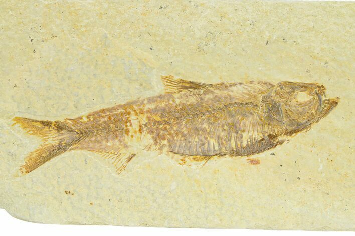 Detailed Fossil Fish (Knightia) - Wyoming #289906